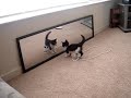 mirror mirror