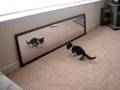 mirror mirror