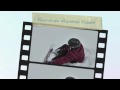 Revelstoke Mtn Resort: Kevin & John D's Opening day