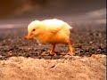 SPOT FIB - POLLO