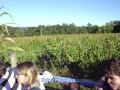 Buttonwood Grove Fall Foliage Festival