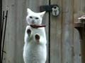 kung-foo-cat