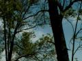 clip video Susheela Raman Bliss