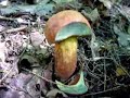 Blue-staining Bolete Mushroom