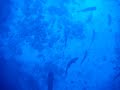 Scuba Diving Oahu Hawaii Ulua Cave