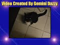 A New Cat Video: Cats N Boxes