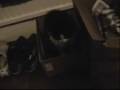 A New Cat Video: Cats N Boxes