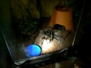 Tarantula\ Tarantula\
