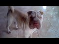 Click here to watch this video Sharpei mein Freund Hans Peter.