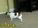 Blind Gordy's Home Video