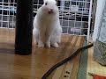 ?????????? Rabbit\ ?????????? Rabbit\