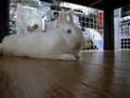 うさぎのあくび総集編 Rabbit's yawn special