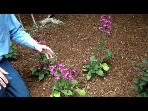 how to grow foxglove