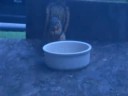 Sneaky Squirrel Sneaky Squirrel