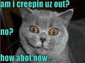Very Funny Cats 80