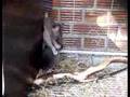 Gambian Giant rat baby and mother