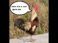 El aborto de la gallina