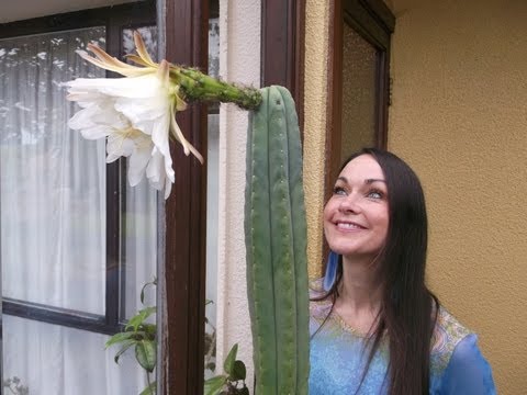 how to replant san pedro cactus