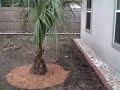 Jacksonville Lawn and Landscape Service (Before and After) Jacksonville Lawn and Landscape Service (Before and After)