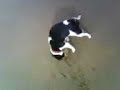Jack Russell mitzie on the beach
