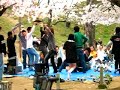 The Real Spirit of Hanami The Real Spirit of Hanami