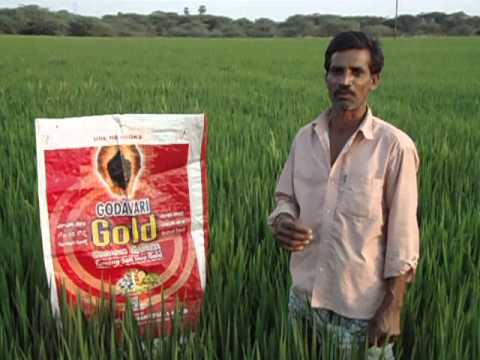 paddy power cheltenham