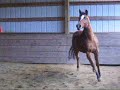Danzrs Belle