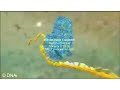 protein translation mRNA tRNA ribosome polypeptide amino acid
