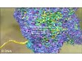 Protein Translation