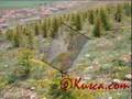Kusca'dan