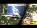 Lazuli Buntings in Boise
