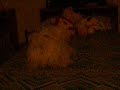 AmOrInO MiO Ti AmO
