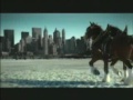 Budweiser Clydesdales tribute to 9/11 Budweiser Clydesdales tribute to 9/11