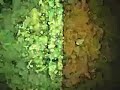 VespaBoy Squarepusher video