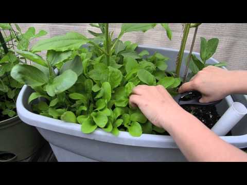 how to harvest arugula so it keeps growing