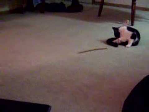 Chloe and Festus- "Gettin' Some"