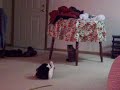 Chloe and Festus- \"Gettin\ Chloe and Festus- \"Gettin\