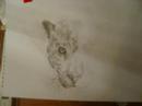 leapord sketch