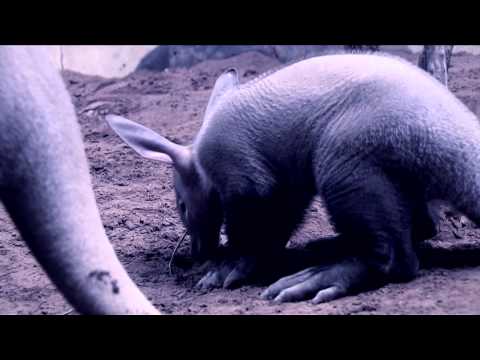 Aardvark