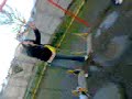 lomis y sus gracias :d
