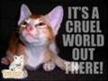 A Tribute For Animal Abuse