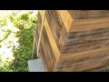 larger centipede is walking on the beehive. it try to catch honeybees. can it catch agile honeybees? it sneak up on honeybees. it catched a honeybee easily. their families try to help her. unfortunately, it is impossible. it eating honeybee at the safe place. please watch hornet and bee movies(playlist) www.youtube.com