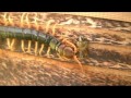 larger centipede is walking on the beehive. it try to catch honeybees. can it catch agile honeybees? it sneak up on honeybees. it catched a honeybee easily. their families try to help her. unfortunately, it is impossible. it eating honeybee at the safe place. please watch hornet and bee movies(playlist) www.youtube.com