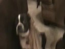 Molly in Trouble