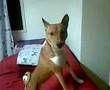 Basenji