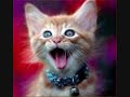 extremely hallarious cats