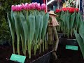 holland-landscape.html