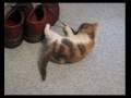 Fun with Weedog the cute kitten (Mud - The Cat Crept In) Fun with Weedog the cute kitten (Mud - The Cat Crept In)