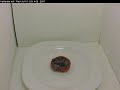 Tomato time lapse Tomato time lapse