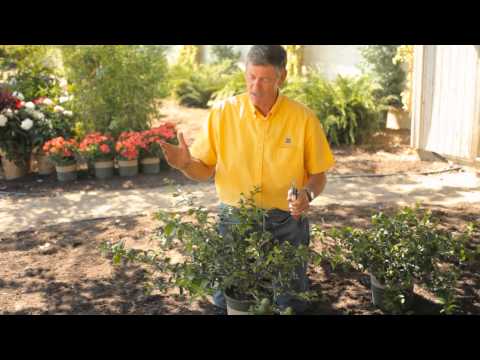 how to transplant quince shrub